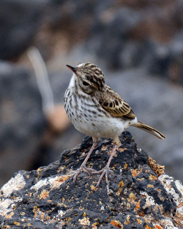 Pispola di Berthelot - Anthus berthelotii